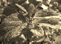 Szary + Sepia