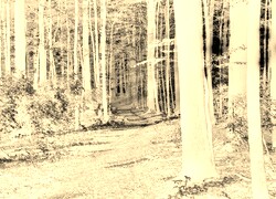 Sepia + Negatyw
