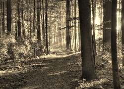 Sepia