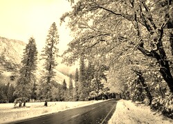 Sepia