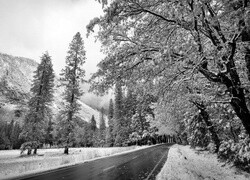 Szary