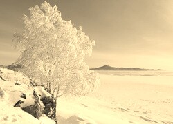 Szary + Sepia