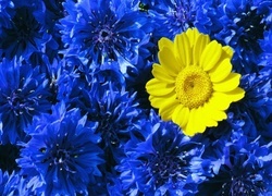 Oryginalny obrazek