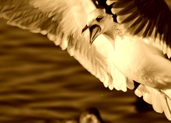 Sepia