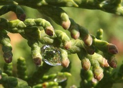 Oryginalny obrazek