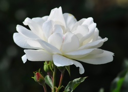 Oryginalny obrazek