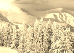 Szary + Sepia