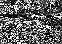 Skamielina