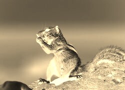 Sepia + Negatyw