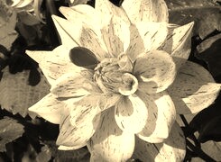 Sepia