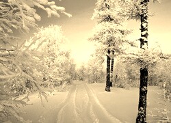 Szary + Sepia