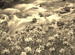 Szary + Sepia