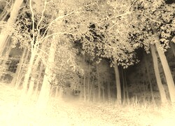 Sepia + Negatyw