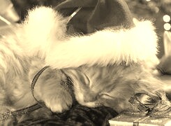 Szary + Sepia