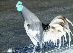 Negatyw