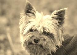 Szary + Sepia