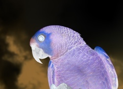 Negatyw