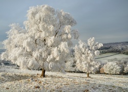 Oryginalny obrazek