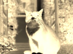 Sepia + Negatyw
