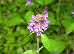 Oryginalny obrazek