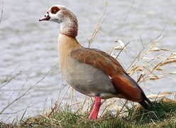 Oryginalny obrazek