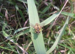 Oryginalny obrazek