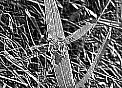 Skamielina