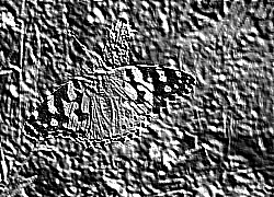 Skamielina