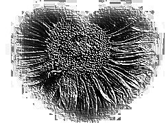 Skamielina