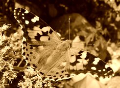 Sepia