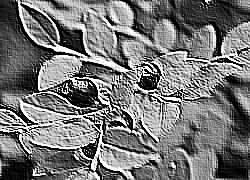 Skamielina