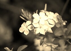 Szary + Sepia