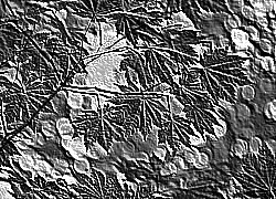 Skamielina