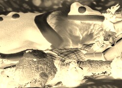 Sepia + Negatyw