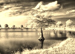 Szary + Sepia