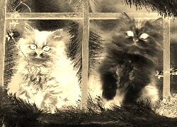 Sepia + Negatyw