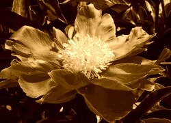 Sepia