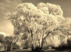 Szary + Sepia