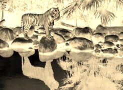 Sepia + Negatyw