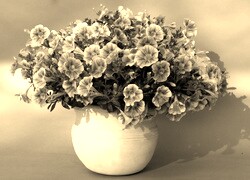 Szary + Sepia