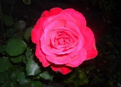 Oryginalny obrazek