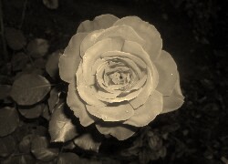 Szary + Sepia