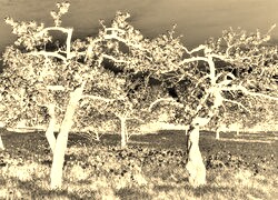 Sepia + Negatyw