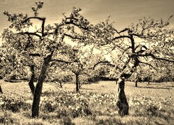 Szary + Sepia