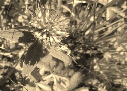 Szary + Sepia