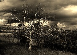 Sepia