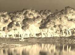 Sepia + Negatyw