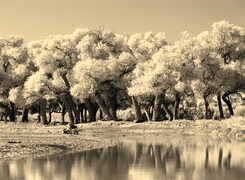 Szary + Sepia