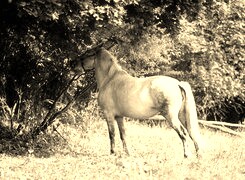 Szary + Sepia