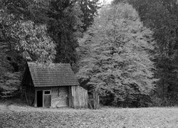 Szary